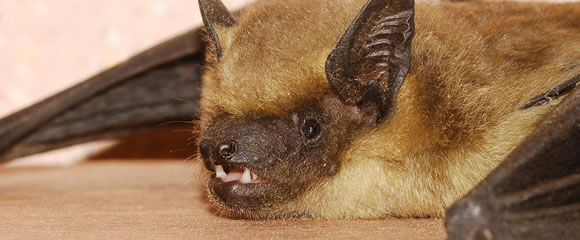 New Jersey bat control