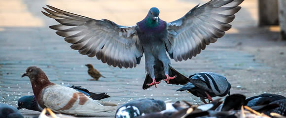 New Jersey bird control