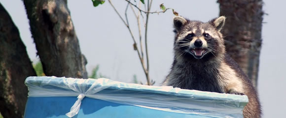 New Jersey raccoon control