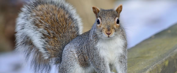 New Jersey squirrel control