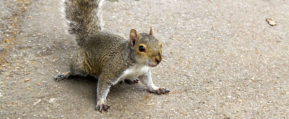 New Jersey wildlife control